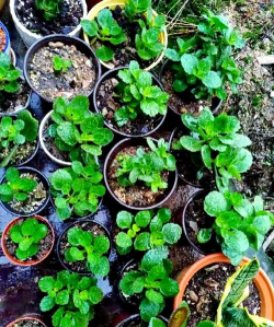 葡萄栽培，掌握关键技术，实现优质丰产