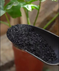 葡萄栽培，掌握关键技术，实现优质丰产