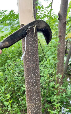 养花的树皮叫什么