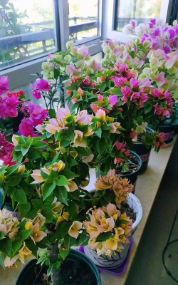 家庭养花用生根粉