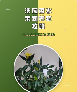 法国香水花怎么养