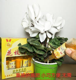 家庭养花用生根粉