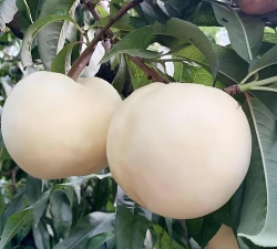 白桃养花赚钱不