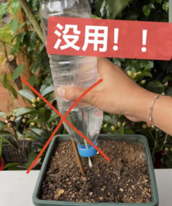 家庭养花用生根粉