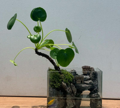 家庭养花用生根粉