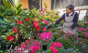 家庭养花用生根粉