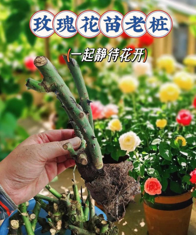 家庭养花用生根粉