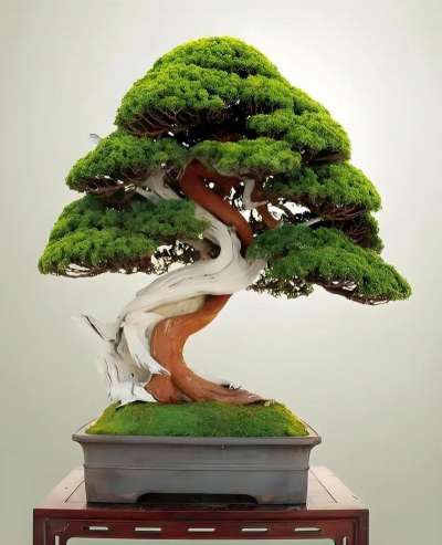 枷罗木盆景的养护