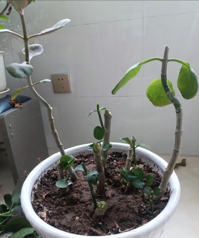 家庭养花用生根粉