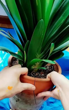 家庭养花用生根粉