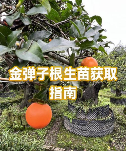 怎么获得金弹子