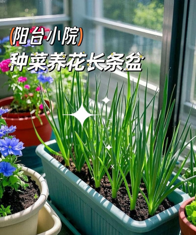 穷养花富种菜吗