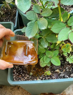 家庭养花用生根粉