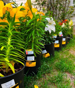 家庭养花用生根粉