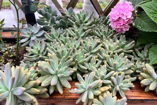 家庭养花用生根粉