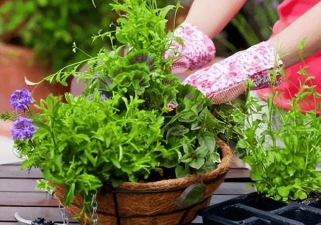 家庭养花用生根粉