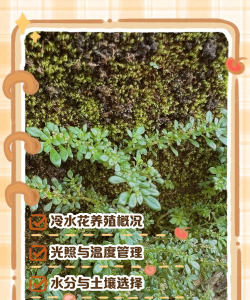 冷水花怎么养殖