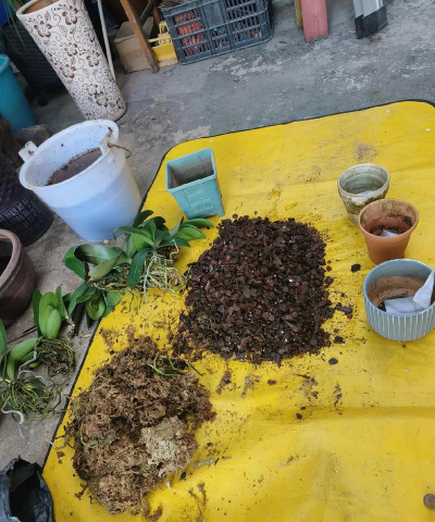 家庭养花用生根粉