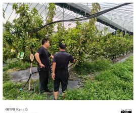 家庭养花用生根粉