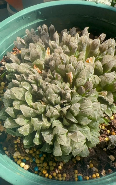 地面干巴能养花吗