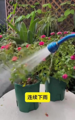 家庭养花用生根粉