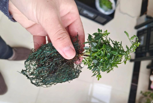 家庭养花用生根粉