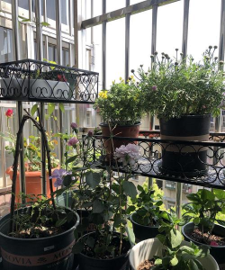 家庭养花用生根粉