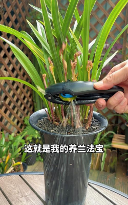 家庭养花用生根粉