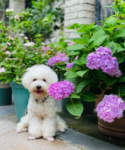 养狗家里可以养花