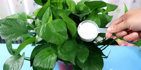 绿化景观设计，提升环境品质，创造宜人空间