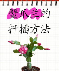 玫瑰花怎么养才不会枯萎，掌握浇水施肥技巧，轻松延长花期