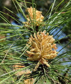 绿化景观设计，提升环境品质，创造宜人空间