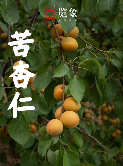 苦杏仁能养花吗