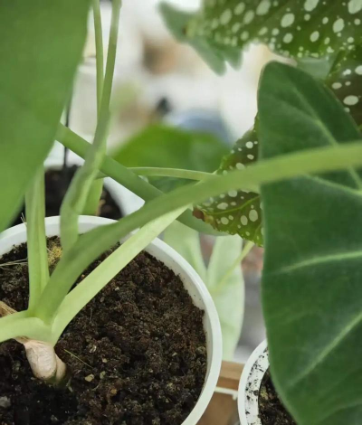 家庭养花用生根粉