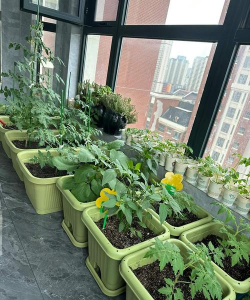 家庭养花用生根粉