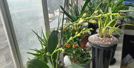 家庭养花用生根粉