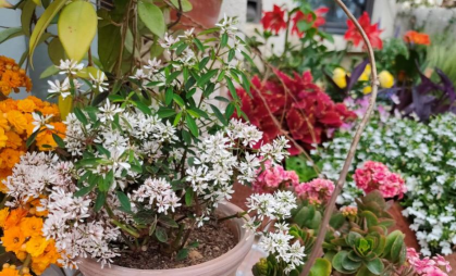 家庭养花用生根粉