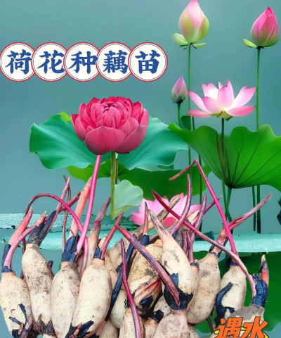 莲藕水可以养花吗