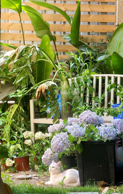 猫养花圆里好吗