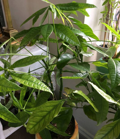 家庭养花用生根粉