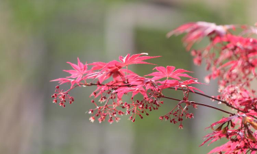 有种花叫什么枫