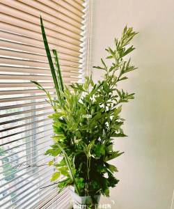 艾叶能不能养花瓶