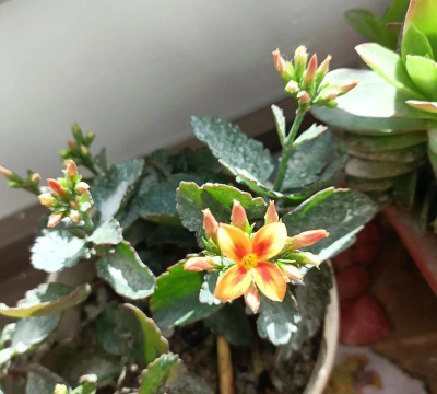 家庭养花用生根粉