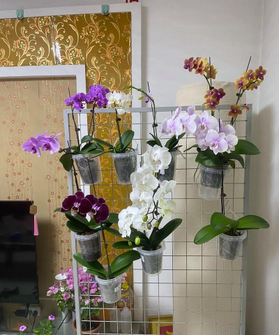 家庭养花用生根粉