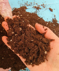 家庭养花用生根粉