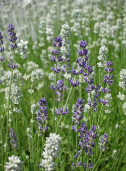 白薰衣草水养花期