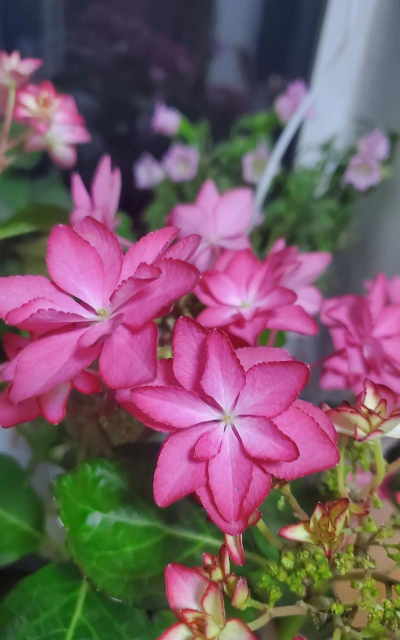 家养花卉斑斓星空