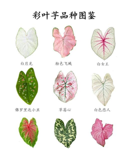 彩叶芋养花推荐
