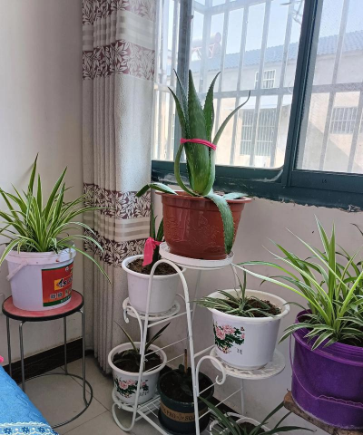 家庭养花用生根粉