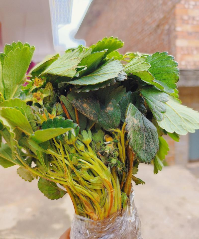 家庭养花用生根粉